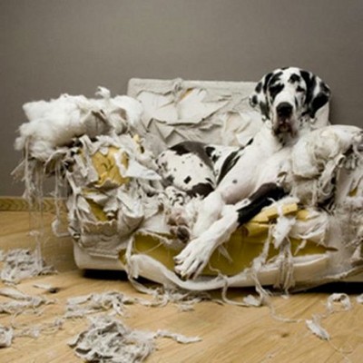 BadDog.jpg, 42kB