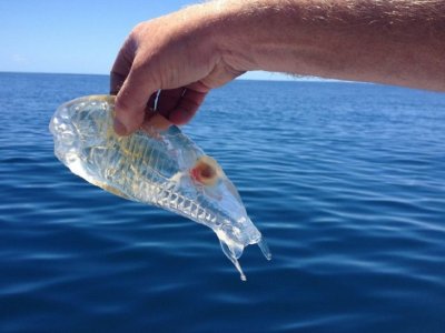 GlassFish400.jpg, 21kB