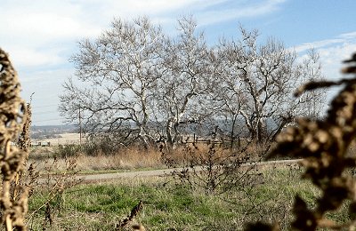 NOWWHTTREES20061231