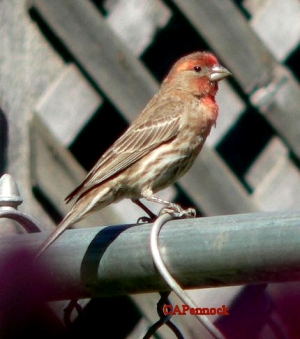 BIRD.JPG, 18 kB