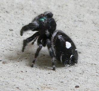 SPIDER.JPG, 25 kB