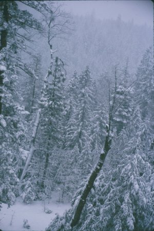 74JAN9.JPG, 38 kB
