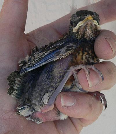 lifBBIRD.JPG, 29 kB