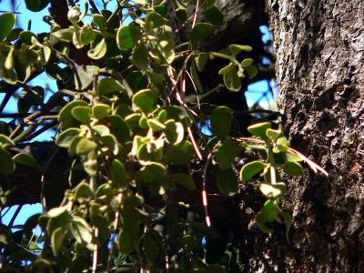 plnMISTLETOEOAK.JPG, 38 kB