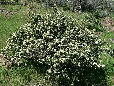 bushSAGEFULL.JPG, 53 kB