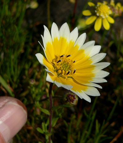 PLNDAISY.JPG, 52 kB