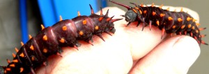 A2WORM20060601