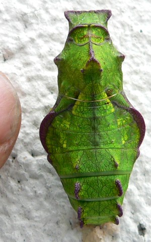 AMORPHGRN20060601