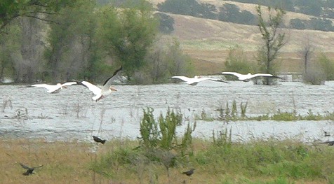 Black-Pelicans2.jpg, 44kB