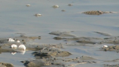 Carp.jpg, 16kB