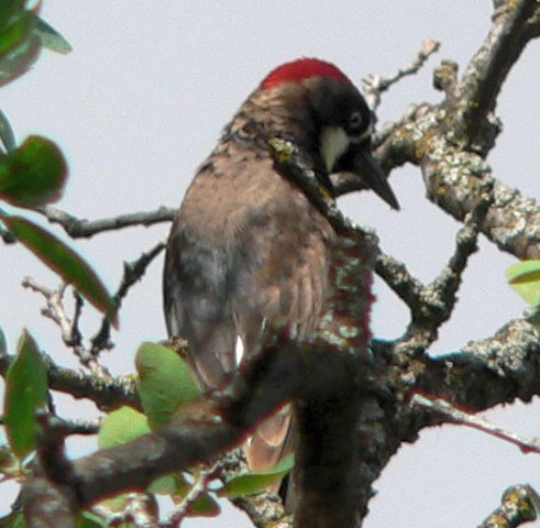 P1350704B.jpg, 49kB