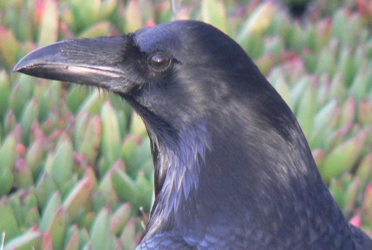 Crow42.jpg, 52 kB