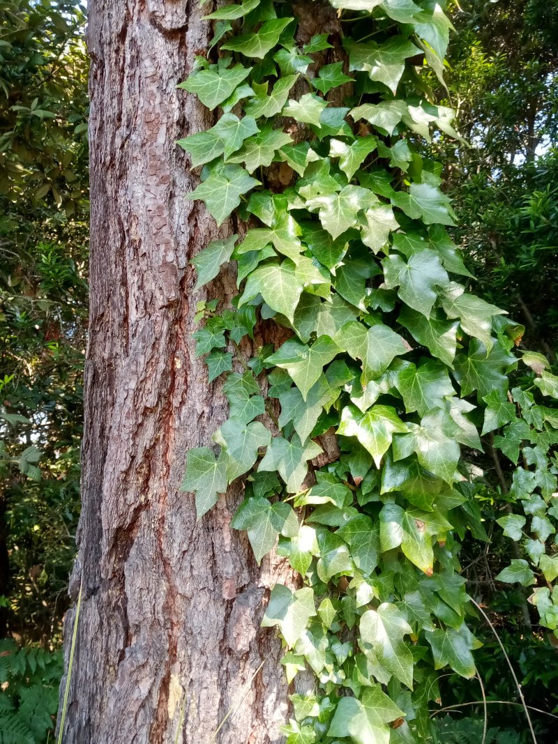 IMG_20230920_112913Ivy.jpg, 321kB