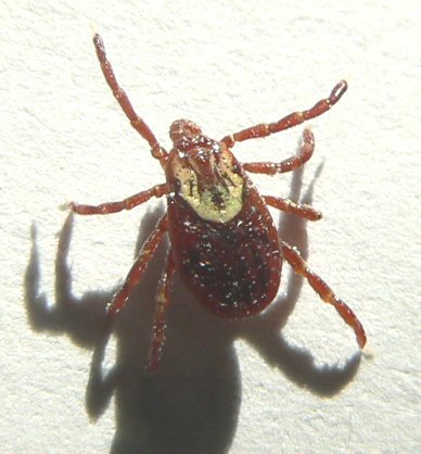 TickP12.jpg, 35kB