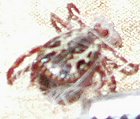 VanDamm-Tick3.jpg, 6.1kB