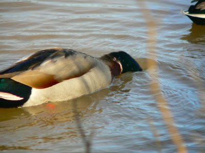 DUCK UNDER