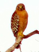 HAWK