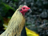 CHICKENC.JPG, 7 kB