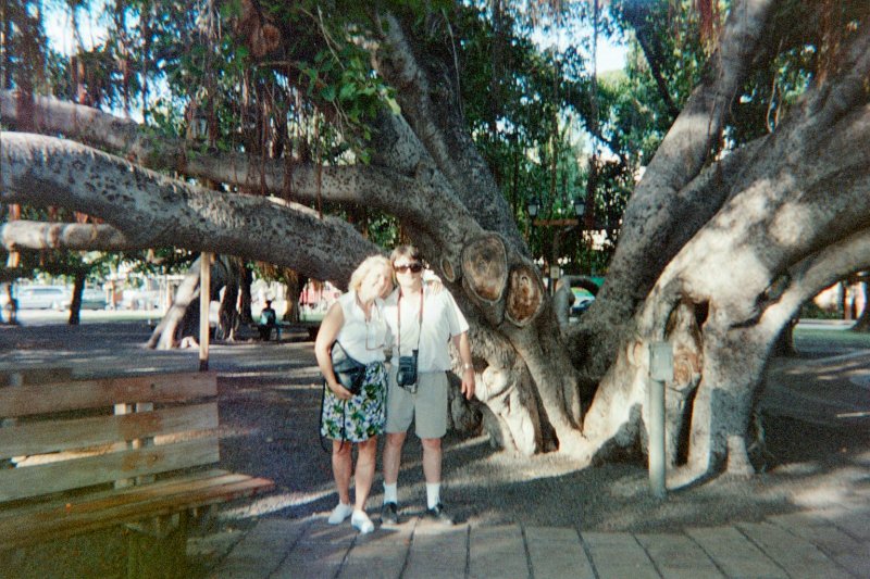 BANYAN.JPG, 21 kB