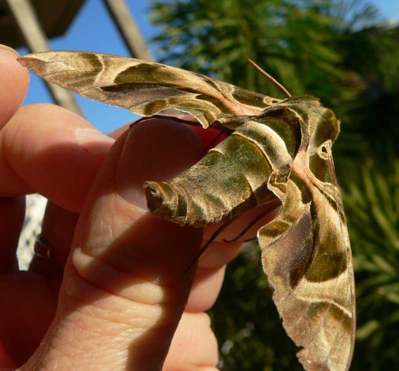 Moth.jpg, 99kB