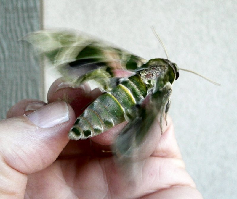 Moth3.jpg, 76kB