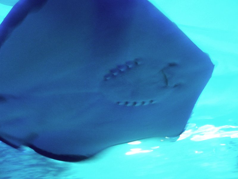 StingRay StingRay.jpg, 44kB