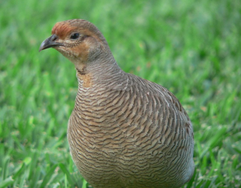 2013Hen.jpg, 78kB