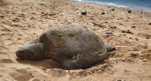 Turtle.jpg, 50kB