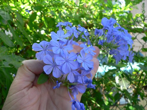 P1350830a.jpg, 52kB