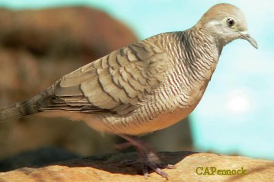 lifBIRD1.JPG, 17 kB