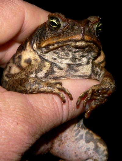 lifTOAD.JPG, 33 kB