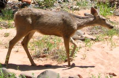 lifDEER.JPG, 27 kB