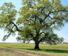 20080403TREE100.JPG, 11 kB