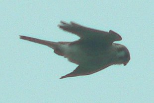 KITE2