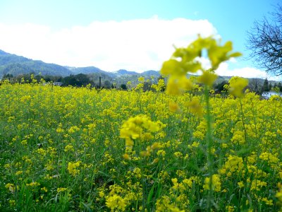 MUSTARD