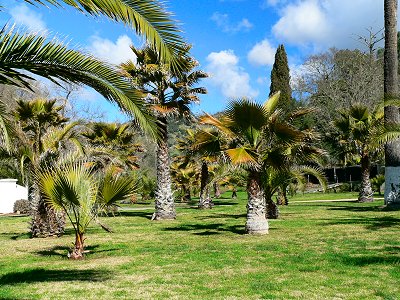 PALMS