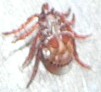 TickUnder.jpg, 3.8kB