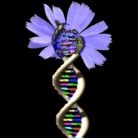 DNATREE.GIF, 12 kB