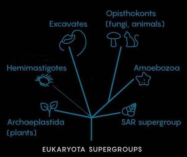 Eukaryota.jpg, 38kB