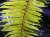 UNDERLOGO.JPG, 3 kB