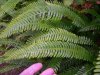 FERNLITTLE100.JPG, 3 kB