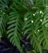 FERNWOODLOGO.JPG, 3 kB