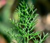 LOGOFENNEL100 LOGOFENNEL100.JPG, 4 kB