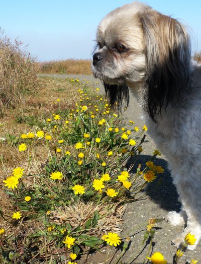 DandyDog 20150701 DandyDog-20150701.jpg, 76kB