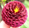 LOGODAHLIA LOGODAHLIA.JPG, 5 kB