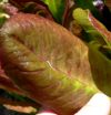 LETTUSLOGO.JPG, 3 kB