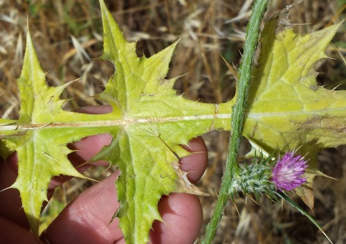 20160521PurpThistle 20160521PurpThistle.jpg, 57kB