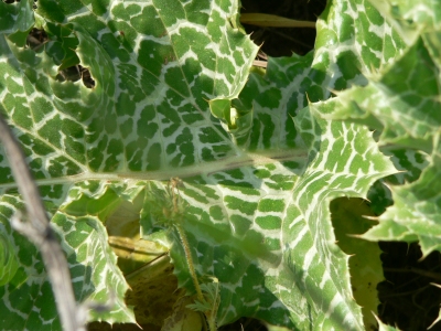 MILKLEAF MILKLEAF.JPG, 112 kB