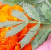 MarigoldLeaf-Logo.jpg, 5.2kB