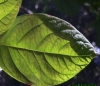 VERGLOGO.JPG, 9 kB